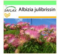 SAFLAX - Garden to go - Albizia - 50 graines - Avec pot, couvercle climatique et substrat de culture - Albizia julibrissin