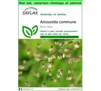 SAFLAX Garden to go - Amourette commune - 75 graines - Briza