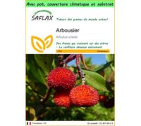 SAFLAX Garden to go - Arbousier - 50 graines - Arbutus
