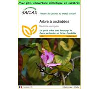 SAFLAX Garden to go - Arbre à orchidées - 8 graines - Bauhinia
