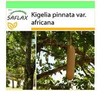 SAFLAX - Garden to go - Arbre à saucisses - 10 graines - Avec pot, couvercle climatique et substrat de culture - Kigelia pinnata var. africana