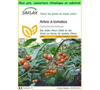 SAFLAX Garden to go - Arbre à tomates - 50 graines - Cyphomandra