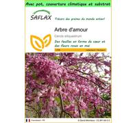 SAFLAX Garden to go - Arbre d'amour - 60 graines - Cercis