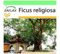 SAFLAX - Garden to go - Arbre de la Bodhi - 100 graines - Avec pot, couvercle climatique et substrat de culture - Ficus religiosa