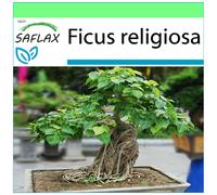 SAFLAX - Garden to go - Arbre de la Bodhi - 100 graines - Avec pot, couvercle climatique et substrat de culture - Ficus religiosa