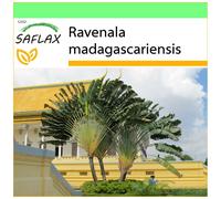 SAFLAX - Garden to go - Arbre du voyageur - 8 graines - Avec pot, couvercle climatique et substrat de culture - Ravenala madagascariensis