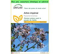 SAFLAX Garden to go - Arbre impérial - 200 graines - Paulownia