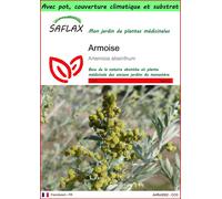 SAFLAX Garden to go - Armoise - 500 graines - Artemisia