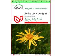 SAFLAX Garden to go - Arnica des montagnes - 40 graines - Arnica