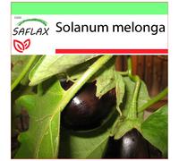 SAFLAX - Garden to go - Aubergine - 20 graines - Avec pot, couvercle climatique et substrat de culture - Solanum melonga