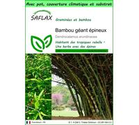 SAFLAX Garden to go - Bambou géant épineux - 50 graines - Dendrocalamus