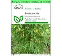 SAFLAX Garden to go - Bambou mâle - 50 graines - Dendrocalamus