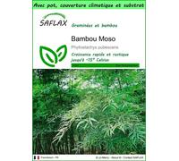SAFLAX Garden to go - Bambou Moso - 20 graines - Phyllostachys