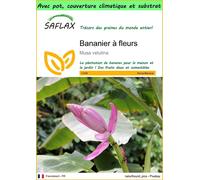 SAFLAX Garden to go - Bananier à fleurs - 8 graines - Musa