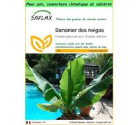 SAFLAX Garden to go - Bananier des neiges - 10 graines - Ensete