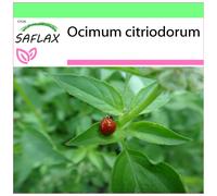 SAFLAX - Garden to go - Basilic citronné - 200 graines - Avec pot, couvercle climatique et substrat de culture - Ocimum citriodorum