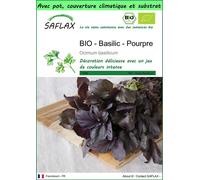 SAFLAX Garden to go - BIO - Basilic - Pourpre - 400 graines - Ocimum