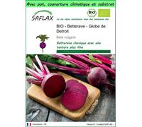 SAFLAX Garden to go - BIO - Betterave - Globe de Detroit - 100 graines - Beta