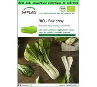 SAFLAX Garden to go - BIO - Bok choy - 300 graines - Brassica