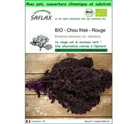 SAFLAX Garden to go - BIO - Chou frisé - Rouge - 50 graines - Brassica