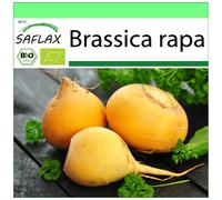 SAFLAX - Garden to go - BIO - Chou navet - Goldana - 500 graines - Avec pot, couvercle climatique et substrat de culture - Brassica rapa