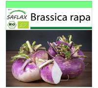 SAFLAX - Garden to go - BIO - Chou-rave - Violet de Vienne - 600 graines - Avec pot, couvercle climatique et substrat de culture - Brassica rapa