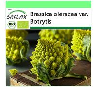 SAFLAX - Garden to go - BIO - Chou - Romanesco - 50 graines - Avec pot, couvercle climatique et substrat de culture - Brassica oleracea var. Botrytis