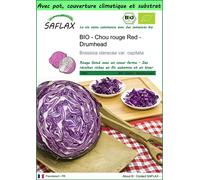 SAFLAX Garden to go - BIO - Chou rouge Red - Drumhead - 250 graines - Brassica