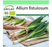SAFLAX - Garden to go - BIO - Ciboule - Ishikura - 150 graines - Avec pot, couvercle climatique et substrat de culture - Allium fistulosum