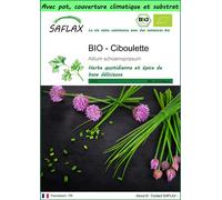 SAFLAX Garden to go - BIO - Ciboulette - 250 graines - Allium