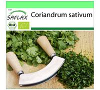 SAFLAX - Garden to go - BIO - Coriandre - 150 graines - Avec pot, couvercle climatique et substrat de culture - Coriandrum sativum