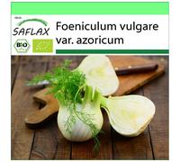 SAFLAX - Garden to go - BIO - Fenouil doux - 100 graines - Avec pot, couvercle climatique et substrat de culture - Foeniculum vulgare var. azoricum