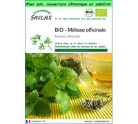 SAFLAX Garden to go - BIO - Mélisse officinale - 1000 graines - Melissa