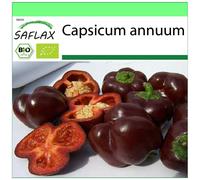 SAFLAX - Garden to go - BIO - Poivron - Chocolat doux - 10 graines - Avec pot, couvercle climatique et substrat de culture - Capsicum annuum