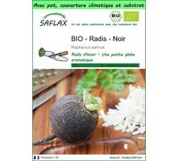 SAFLAX Garden to go - BIO - Radis - Noir - 100 graines - Raphanus