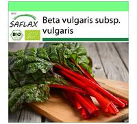SAFLAX - Garden to go - BIO - Rhubarbe - 50 graines - Avec pot, couvercle climatique et substrat de culture - Beta vulgaris subsp. vulgaris