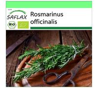 SAFLAX - Garden to go - BIO - Romarin - 40 graines - Avec pot, couvercle climatique et substrat de culture - Rosmarinus officinalis