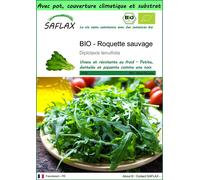 SAFLAX Garden to go - BIO - Roquette sauvage - 1500 graines - Diplotaxis