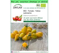 SAFLAX Garden to go - BIO - Tomate - Yellow submarine - 10 graines - Solanum