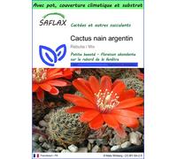 SAFLAX Garden to go - Cactus nain argentin - 40 graines - Rebutia