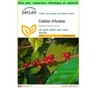 SAFLAX Garden to go - Caféier d'Arabie - 8 graines - Coffea