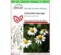 SAFLAX Garden to go - Camomille sauvage - 300 graines - Matricaria