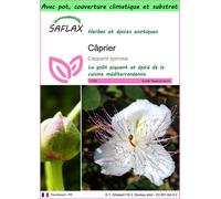 SAFLAX Garden to go - Câprier - 25 graines - Capparis