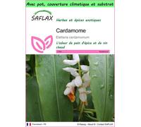 SAFLAX Garden to go - Cardamome - 20 graines - Elettaria