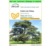 SAFLAX Garden to go - Cèdre de l'Atlas - 20 graines - Cedrus