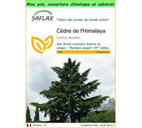 SAFLAX Garden to go - Cèdre de l'Himalaya - 35 graines - Cedrus