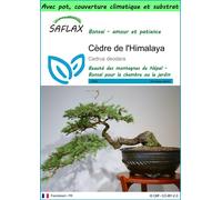 SAFLAX Garden to go - Cèdre de l'Himalaya - 35 graines - Cedrus