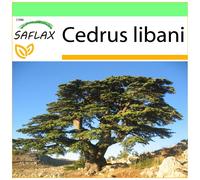 SAFLAX - Garden to go - Cèdre du Liban - 20 graines - Avec pot, couvercle climatique et substrat de culture - Cedrus libani