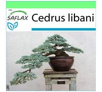 SAFLAX - Garden to go - Cèdre du Liban - 20 graines - Avec pot, couvercle climatique et substrat de culture - Cedrus libani