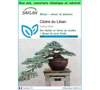 SAFLAX Garden to go - Cèdre du Liban - 20 graines - Cedrus